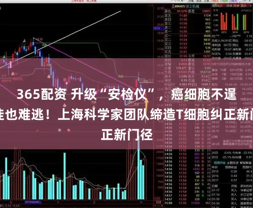 365配资 升级“安检仪”，癌细胞不逞之徒也难逃！上海科学家团队缔造T细胞纠正新门径